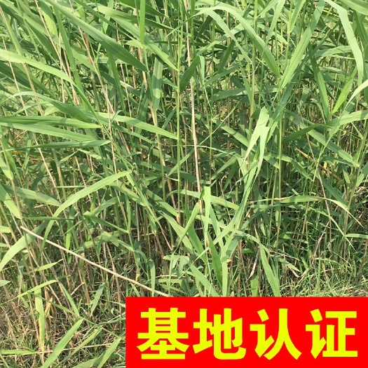 杭州芦苇 河道绿化工程 大量供应，基地认证