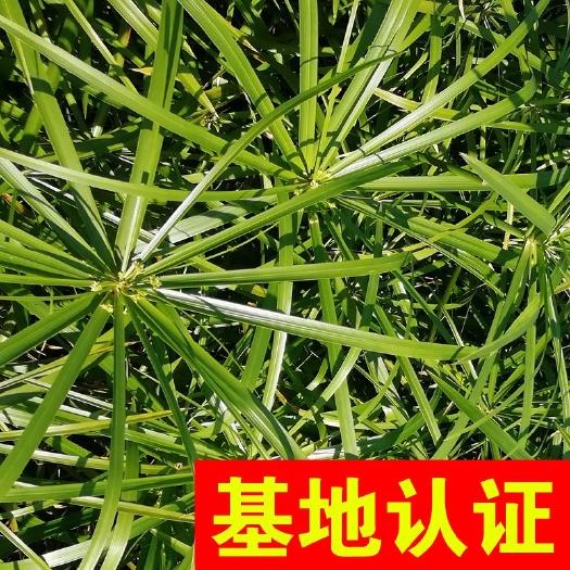 杭州旱伞草 风车草 水竹 大量供应，基地认证