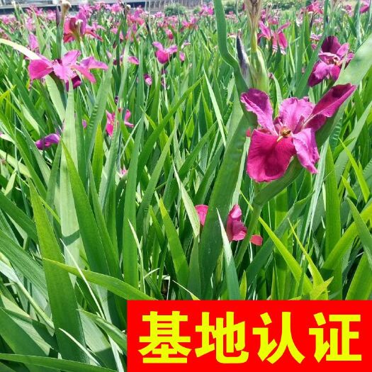 杭州西伯利亚鸢尾 红花鸢尾 大量供应，基地认证