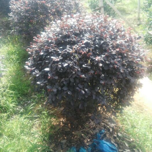 荔浦市黑珍珠红继木 