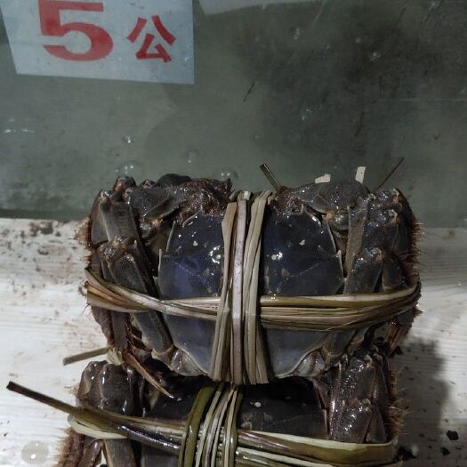 泰州溱湖大闸蟹 统货 3.5-4.0两 