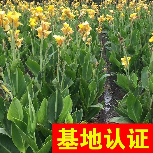 杭州黄花美人蕉 大量供应，基地认证