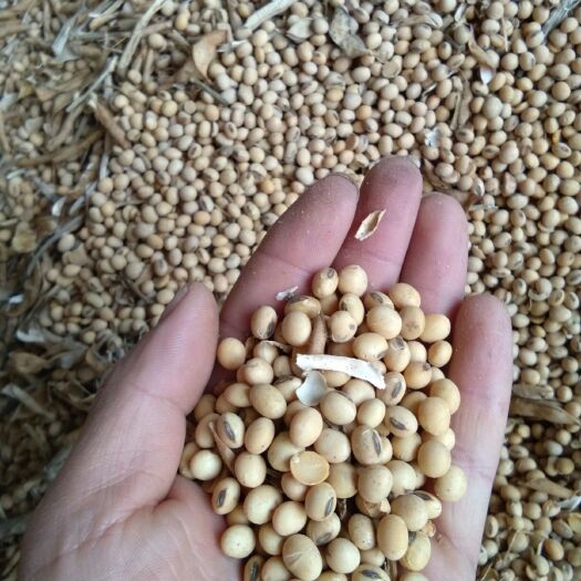 嘉祥县齐黄34黄豆 生大豆 1等品 