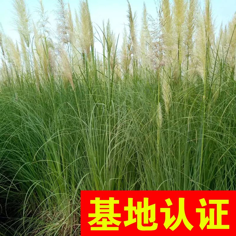 矮蒲苇 观赏草  河道绿化工程，大量供应，基地认证
