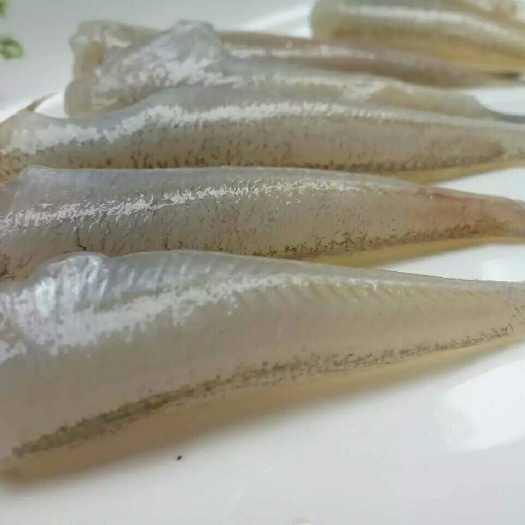 汕头沙占鱼 