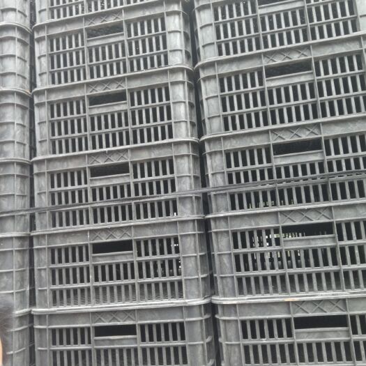 灵宝市塑料筐  供应一次性平菇筐，