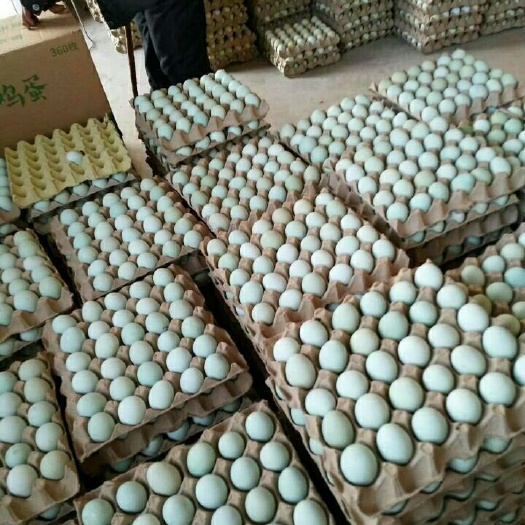 西安绿壳鸡蛋 食用 礼盒装