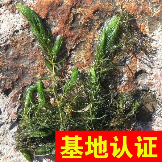 杭州黑王子金鱼草 金鱼藻 湿地河道虾塘蟹塘水质净化，大量供应