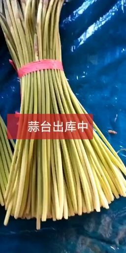 莘县杂交蒜薹 30~40cm 