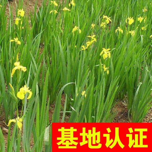 杭州黄菖蒲 黄花鸢尾 大量供应，基地认证