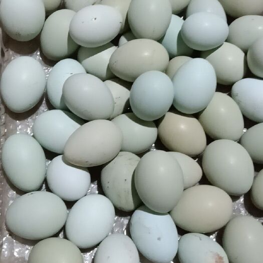 宁阳县五黑鸡鸡蛋 食用 礼盒装 