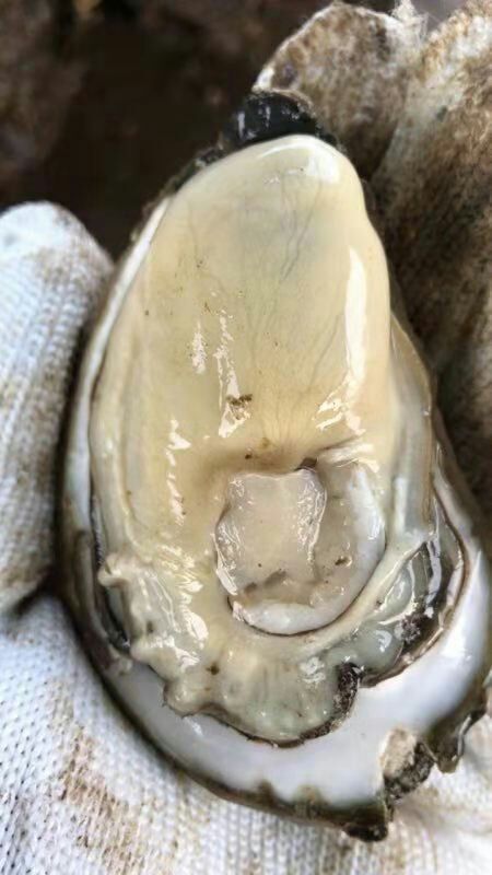 乐清市湛江牡蛎 人工养殖 5-6两/只 