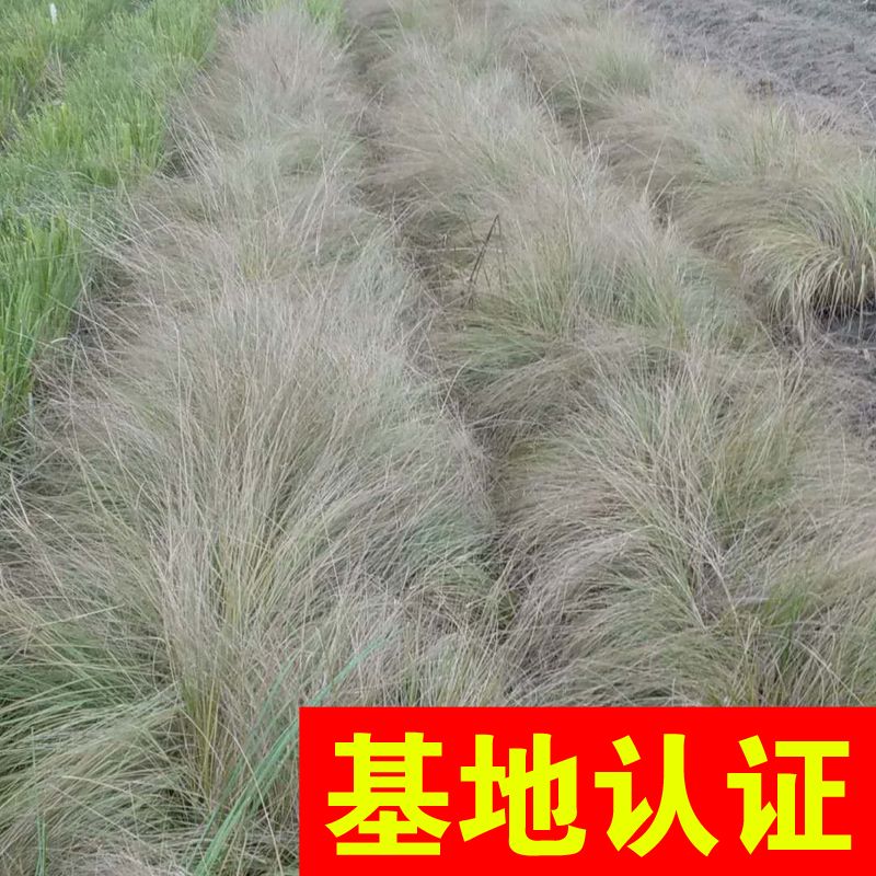 杭州细叶针芒 细茎针茅 观赏草 大量供应，基地认证