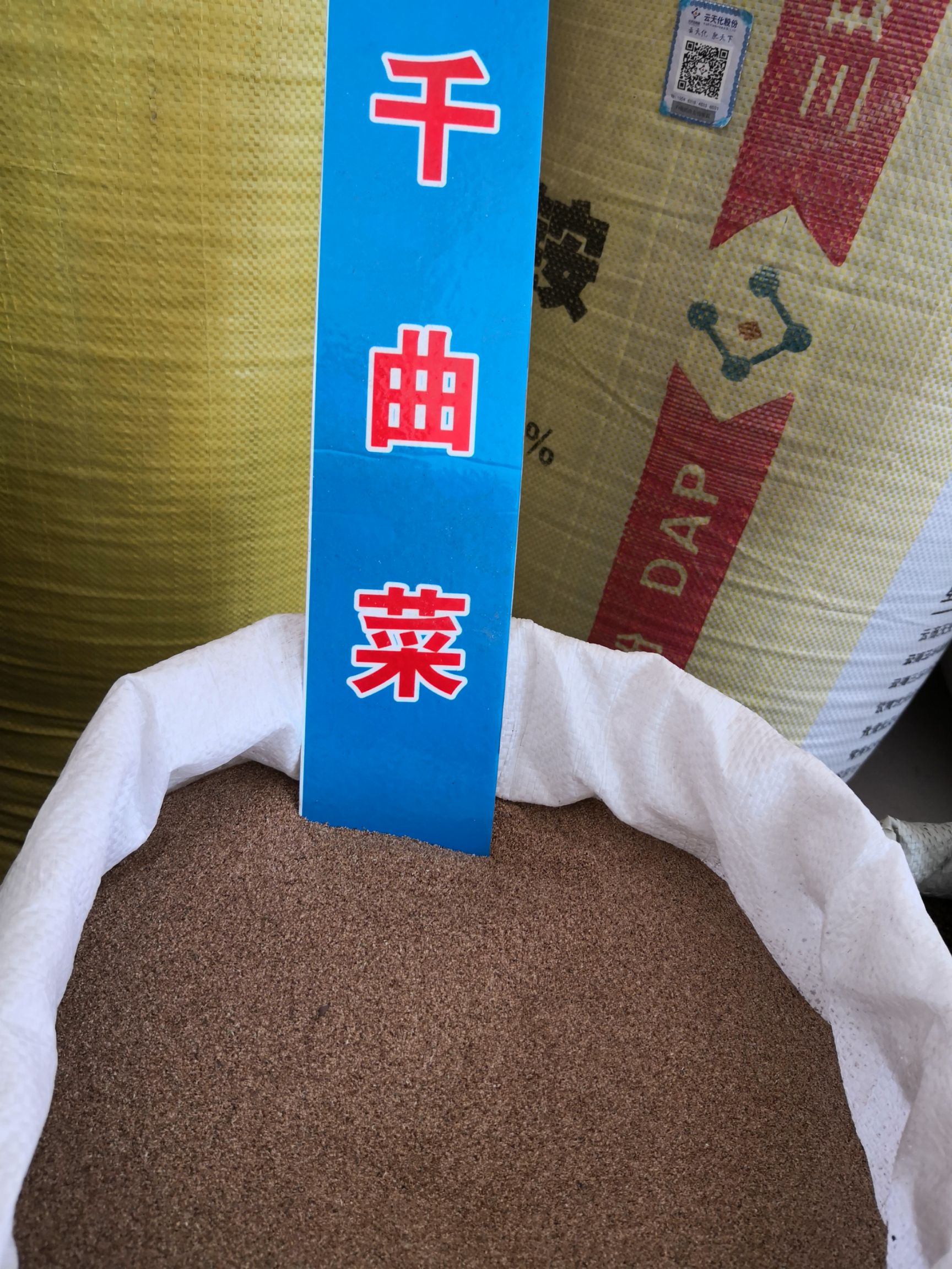 千屈菜种子