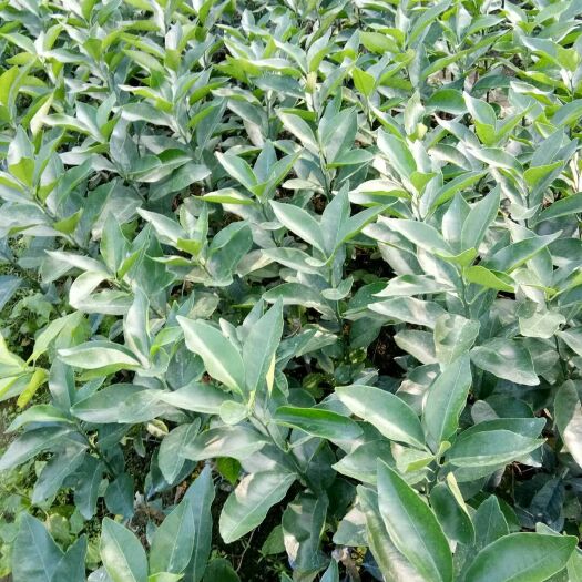 钦州沃柑苗 嫁接苗 0.35~0.5米 