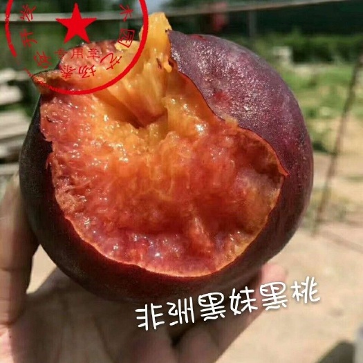 泰安黑桃苗 0.5~1米 
