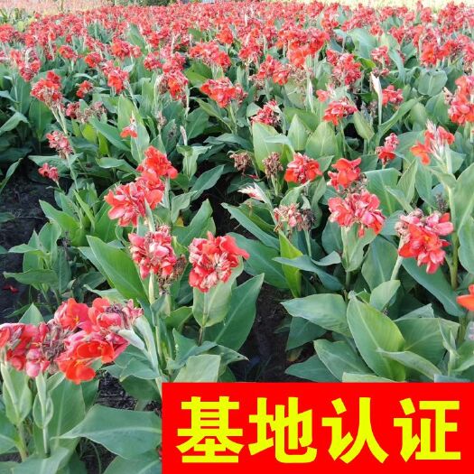 杭州大花美人蕉 大红花美人蕉 矮生美人蕉 大量供应，基地认证