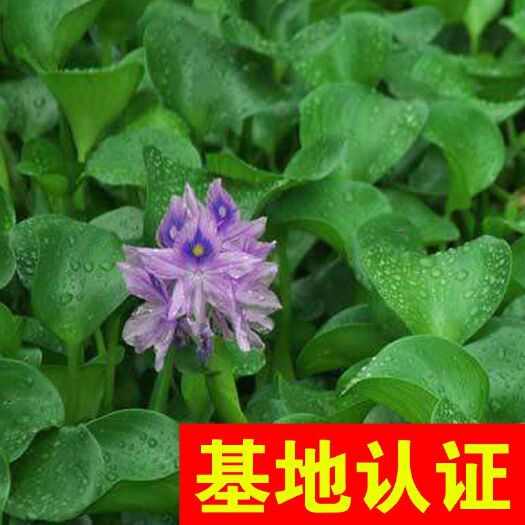 水葫芦 凤眼莲 雨久花 大量供应，基地认证