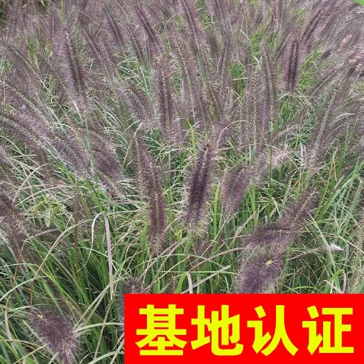 杭州紫穗狼尾草 紫穗 观赏草 大量供应，基地认证