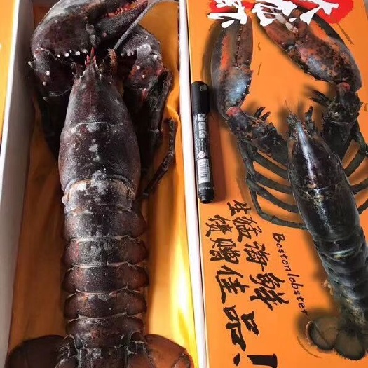 威海波士顿龙虾  2-4斤/只 