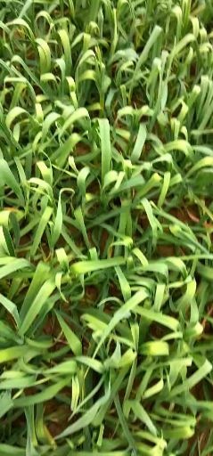 太康县红根蒜苗 70 - 80cm 