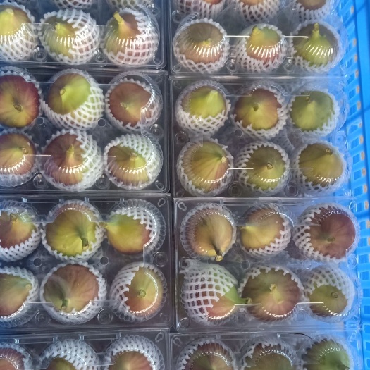 广州玛斯义陶芬 50-60克 