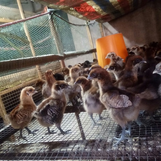镇沅县土鸡苗 云南本地纯土鸡