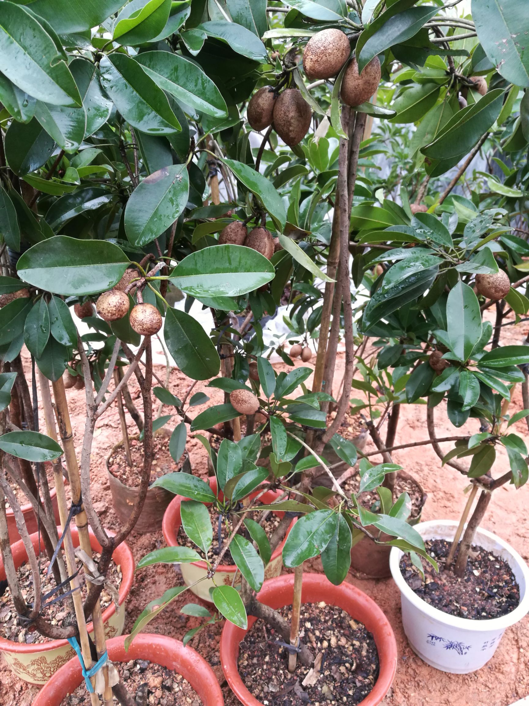 人心果树苗 门前 庭院种植带果发