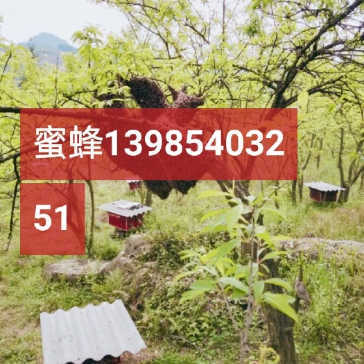 清镇市中华蜜蜂  蜜蜂种群