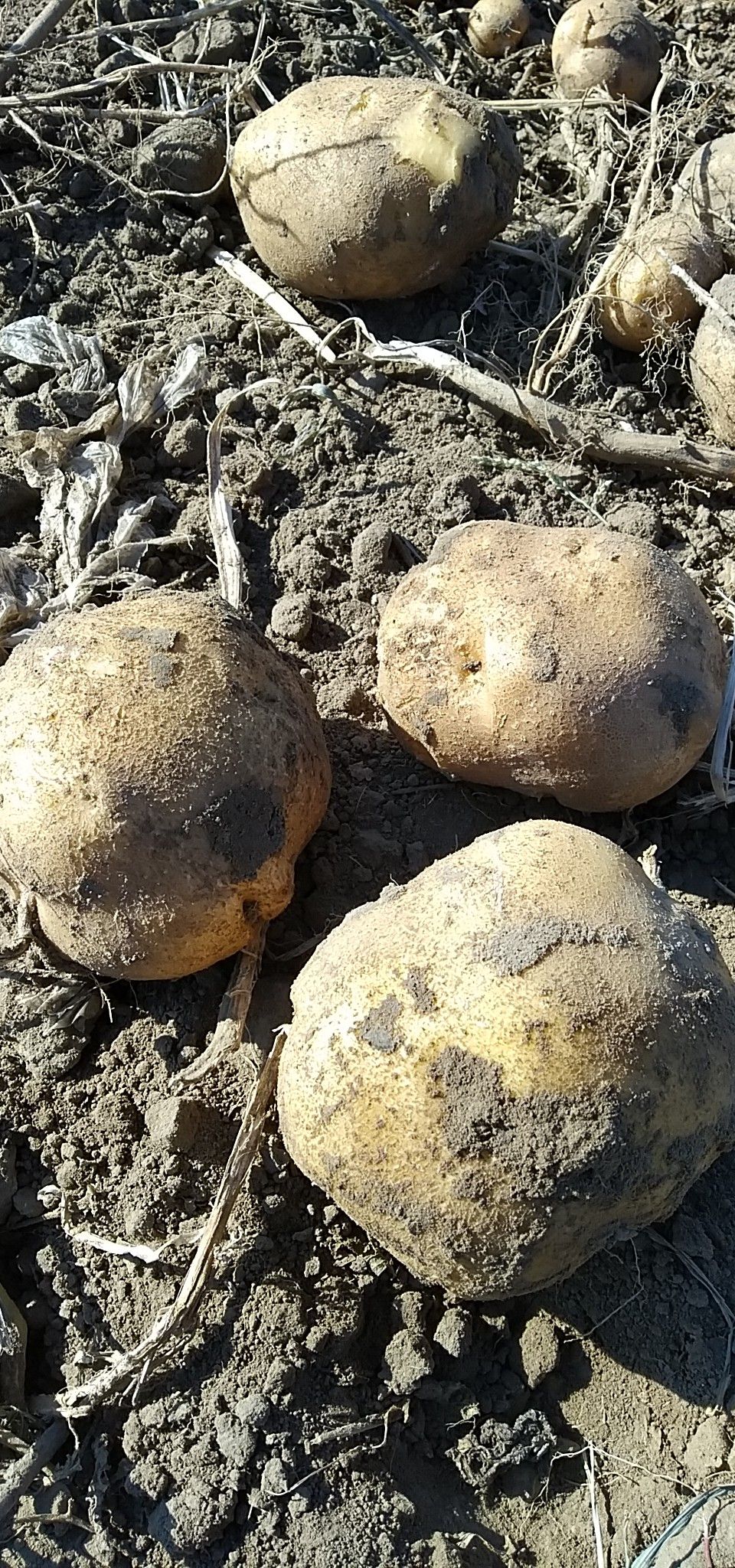 延薯四号土豆 3两以上 