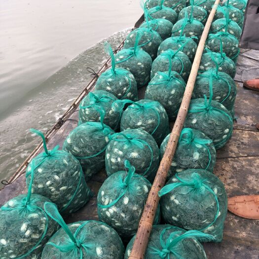 泗洪县溧河洼大闸蟹 统货 2.0两以下 