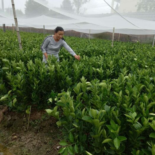 瑞金市脐橙树苗 嫁接苗 0.5~1米 