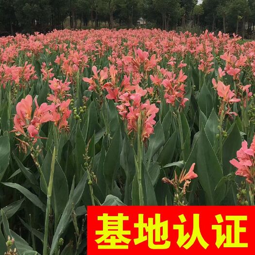 杭州水生美人蕉 粉花美人蕉 大量供应，基地认证