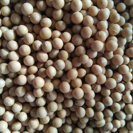 甘南县东北黑龙江大豆 生大豆 2等品 
