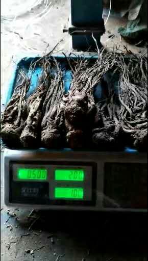 渭源县岷当归 