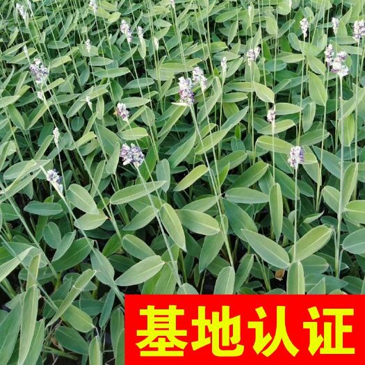 杭州再力花 水竹芋 大量供应，基地认证