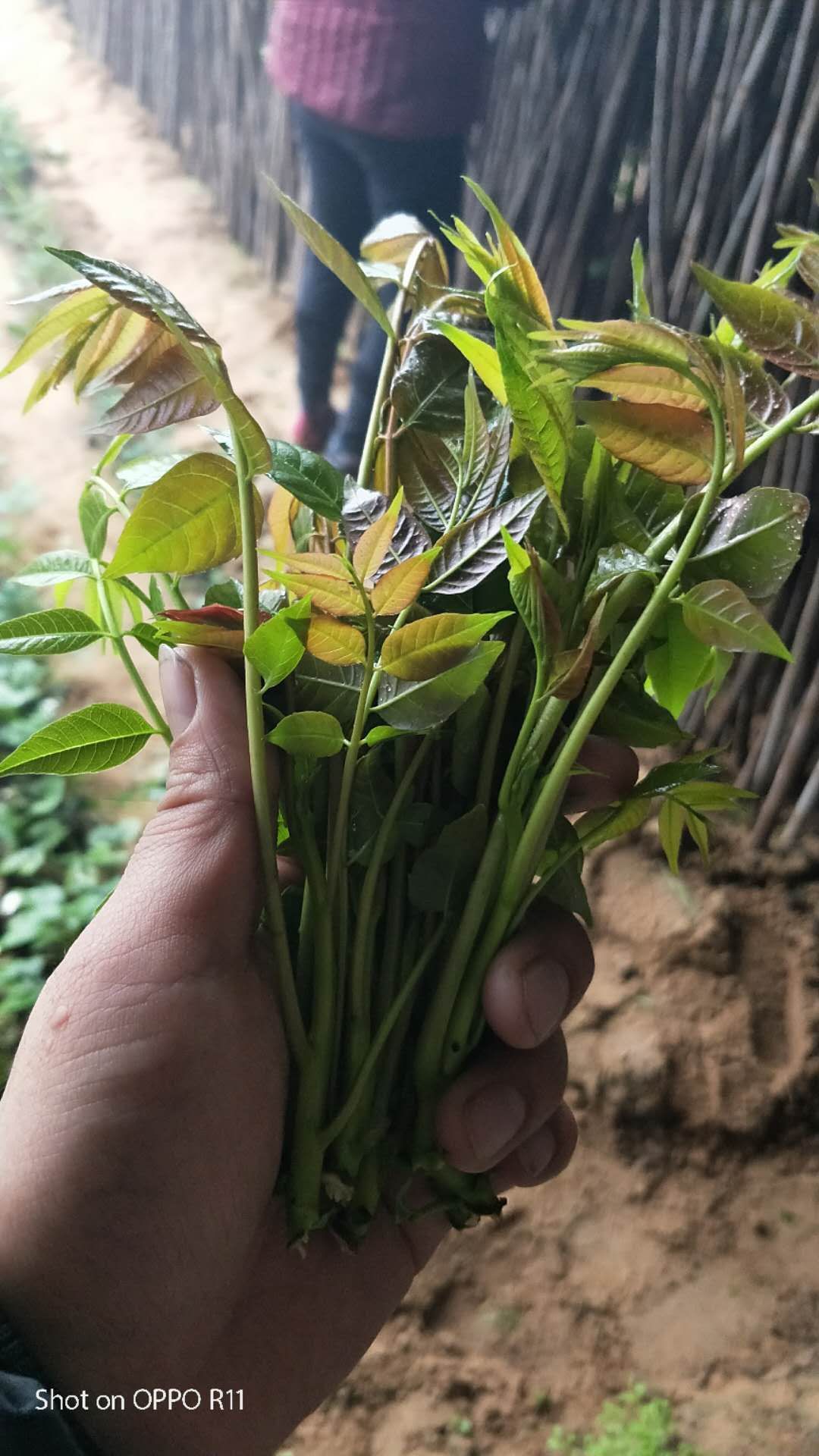 红油香椿芽  大棚反季节香椿芽  露天香椿芽