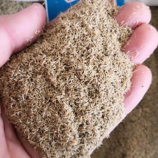 细叶芒种子