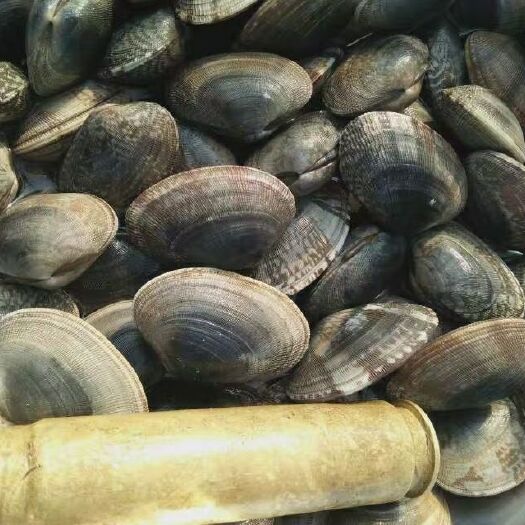 东港市蛤蜊 