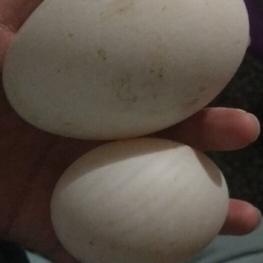 徐州白鸭蛋 食用 散装 