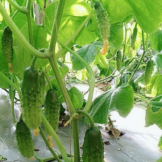 绥中县水黄瓜 15cm以下 