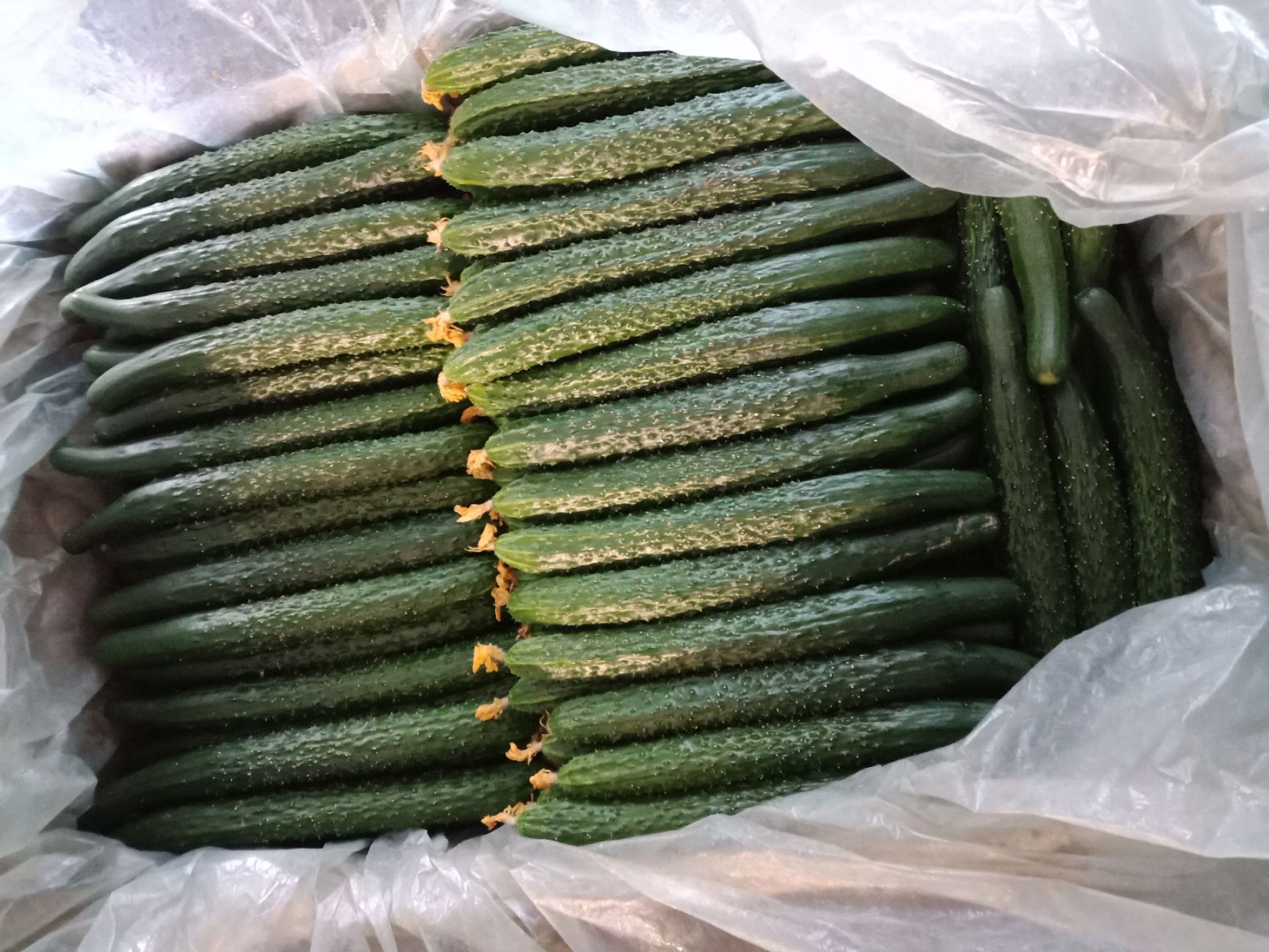 密刺黄瓜 货源充足