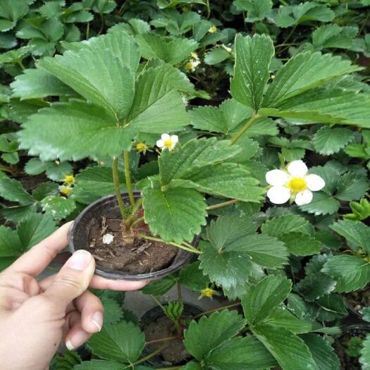 平邑县圣诞红草莓苗 10~20公分 地栽苗 