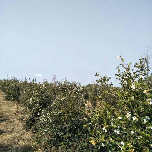 樟树市油茶苗 