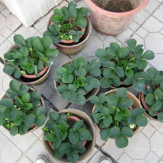 平邑县随珠草莓苗 10~20公分 地栽苗 
