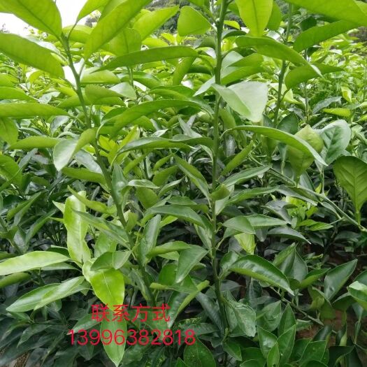 重庆市无核沃柑苗 嫁接苗 0.2米以下 