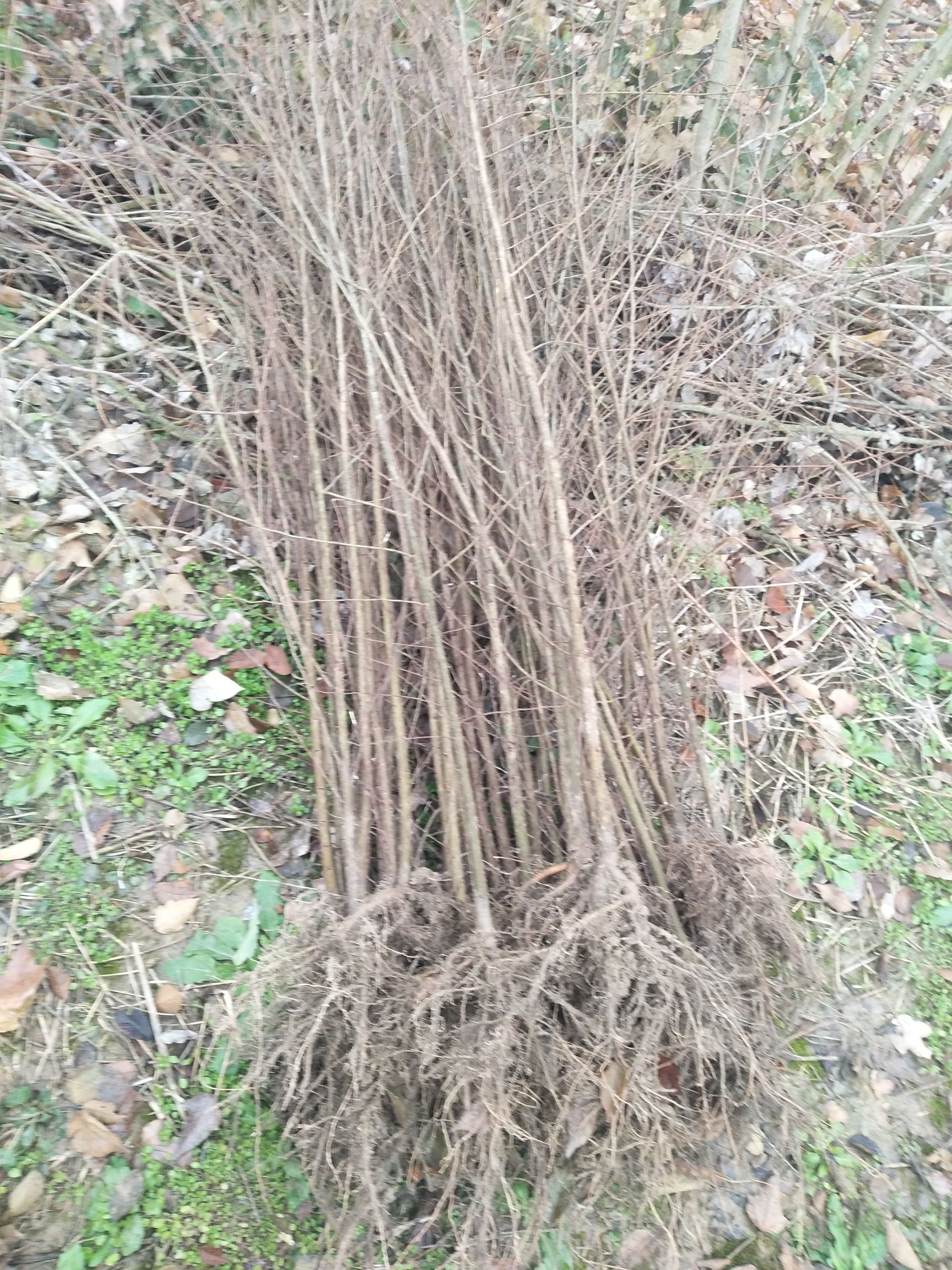 红榉  榉树小苗价格，上水苗木园批发