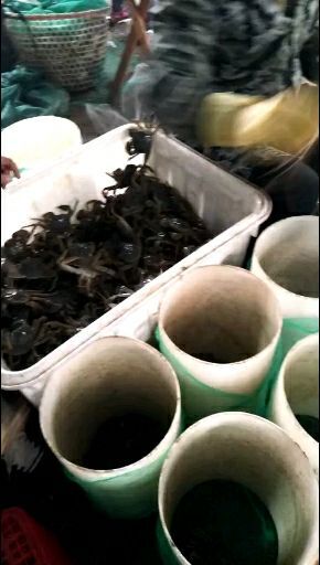 洪湖市 洪湖清水大闸蟹满高满黄28母，大量有货，质量杠杠的！