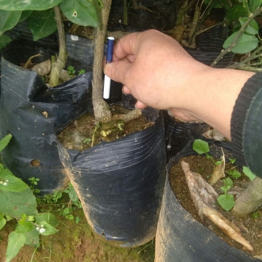 富川县纽荷尔脐橙苗 杯苗袋苗 0.5~1米 