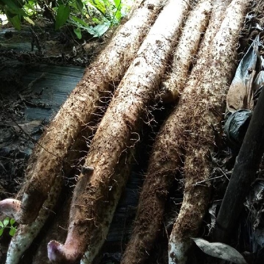 英德市淮山药  大量细叶红皮白山药，量大从优